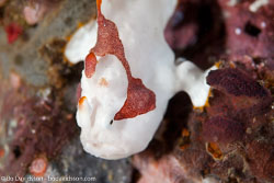 BD-110318-Puerto-Galera-3995-Antennarius-maculatus-(Desjardins.-1840)-[Warty-frogfish].jpg